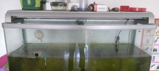 4毫米厚的玻璃魚缸怎么樣：魚缸玻璃厚度如何選擇 4毫米厚的玻璃魚缸怎么樣：魚缸玻璃厚度如何選擇 魚缸百科 第2張