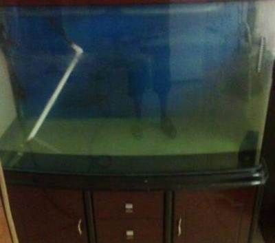 4毫米厚的玻璃魚缸怎么樣：魚缸玻璃厚度如何選擇 4毫米厚的玻璃魚缸怎么樣：魚缸玻璃厚度如何選擇 魚缸百科 第4張