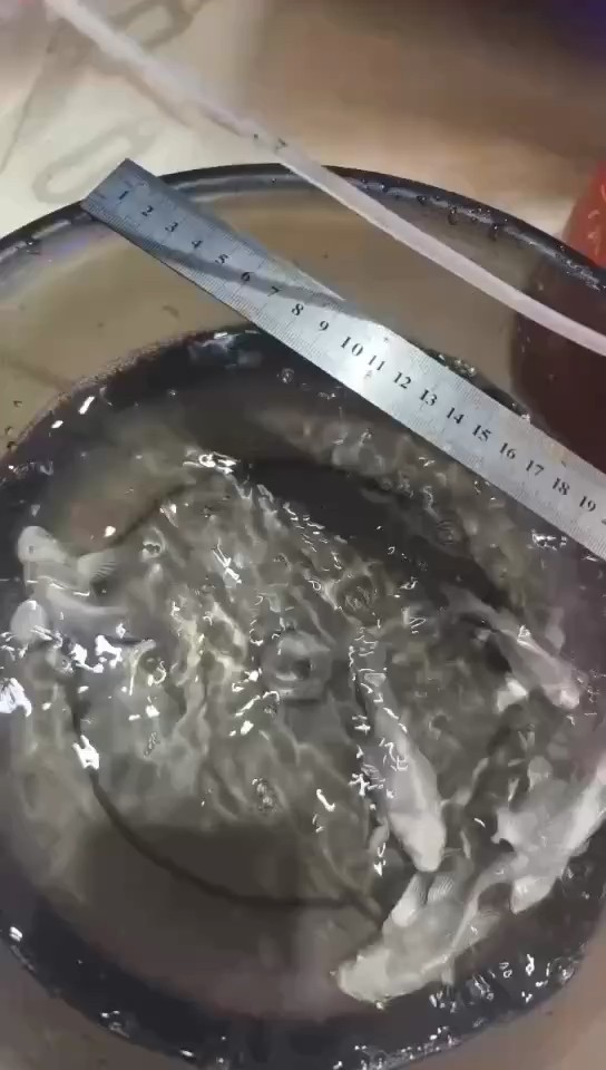 球體蝴蝶鯉苗 球體蝴蝶鯉苗 龍魚論壇