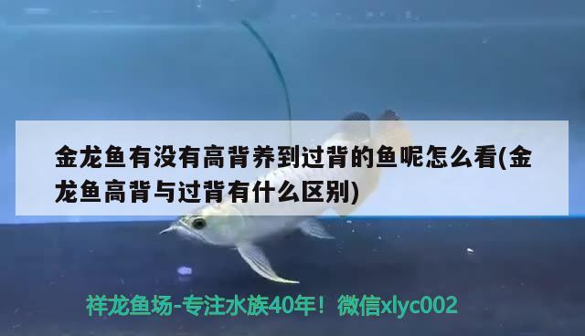 龍魚干蝦有營養(yǎng)嗎 金龍魚有沒有高背養(yǎng)到過背的魚呢怎么看(金龍魚高背與過背有什么區(qū)別) 金龍魚百科 金龍魚有沒有高背養(yǎng)到過背的魚呢怎么看(金龍魚高背與過背有什么區(qū)別) 金龍魚有沒有高背養(yǎng)到過背的魚呢怎么看(金龍魚高背與過背有什么區(qū)別) 金龍魚百科