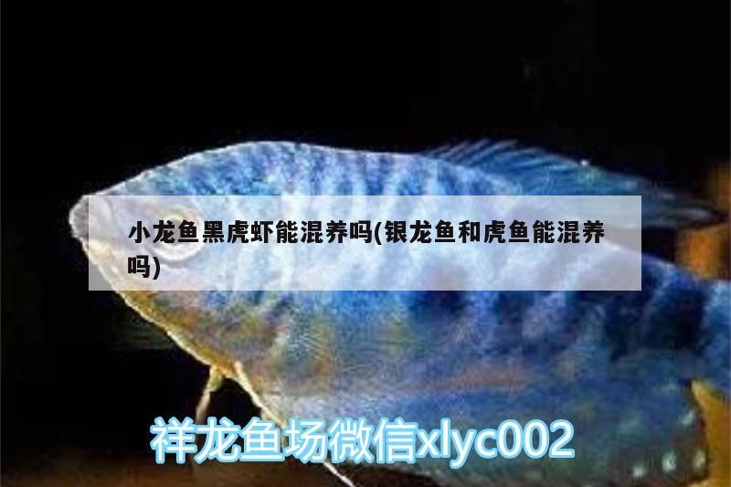 小龍魚黑虎蝦能混養嗎(銀龍魚和虎魚能混養嗎)