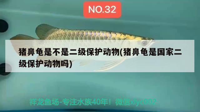 豬鼻龜是不是二級保護動物(豬鼻龜是國家二級保護動物嗎)