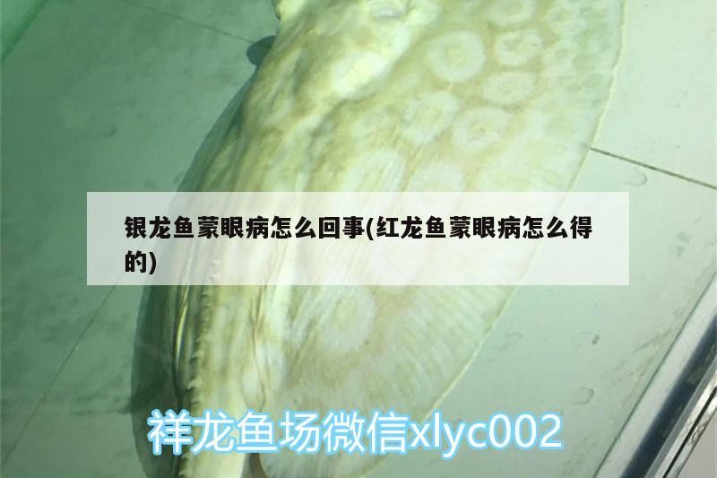 銀龍魚蒙眼病怎么回事(紅龍魚蒙眼病怎么得的) 銀龍魚蒙眼病怎么回事(紅龍魚蒙眼病怎么得的) 銀龍魚百科