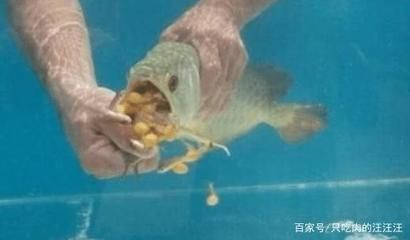 觀賞金龍魚能吃嗎怎么喂食