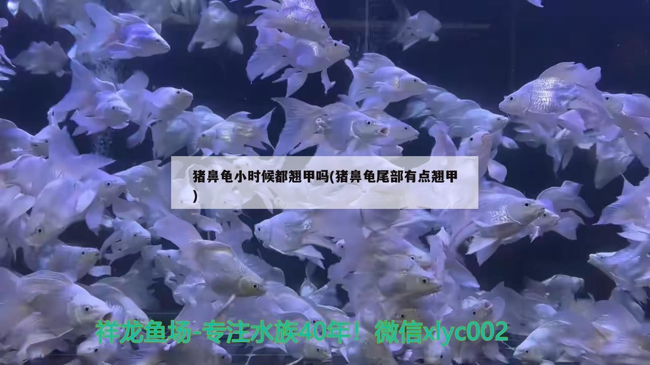 豬鼻龜小時候都翹甲嗎(豬鼻龜尾部有點翹甲)