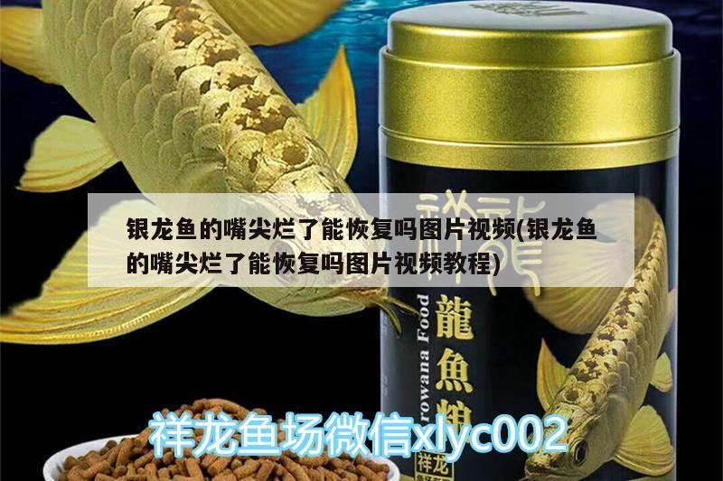 銀龍魚的嘴尖爛了能恢復嗎圖片視頻(銀龍魚的嘴尖爛了能恢復嗎圖片視頻教程)