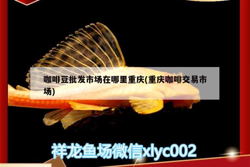 咖啡豆批發市場在哪里重慶(重慶咖啡交易市場)