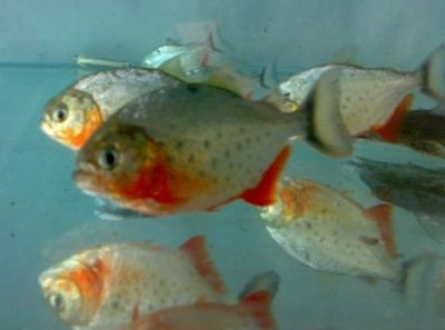 虎魚可以吃飼料嗎：虎魚可以吃飼料嗎， 虎魚可以吃飼料嗎：虎魚可以吃飼料嗎， 虎魚百科 第3張