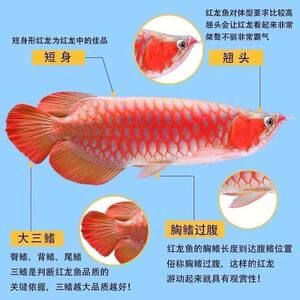 紅龍魚怎么看品相好不好看：如何判斷紅龍魚品相好壞