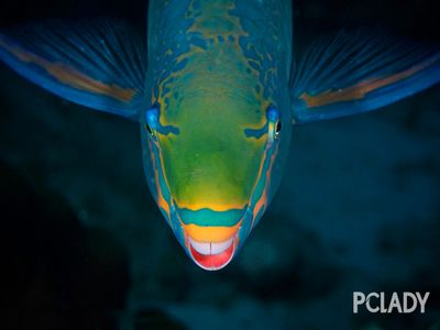 魟魚尺寸差距有些大：關于魟魚的尺寸差距
