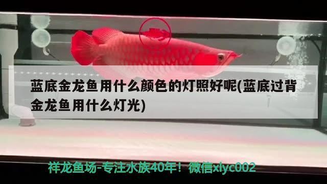 藍(lán)底金龍魚用什么顏色的燈照好呢(藍(lán)底過背金龍魚用什么燈光)