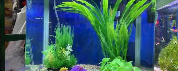 1米高的魚缸適合養什么魚：1米高的魚缸適合養什么樣的魚？ 1米高的魚缸適合養什么魚：1米高的魚缸適合養什么樣的魚？ 魚缸百科 第3張