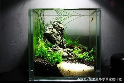 20的小魚缸適合養(yǎng)什么魚：20厘米小魚缸養(yǎng)魚需要注意什么，小魚缸養(yǎng)魚需要注意什么 20的小魚缸適合養(yǎng)什么魚：20厘米小魚缸養(yǎng)魚需要注意什么，小魚缸養(yǎng)魚需要注意什么 魚缸百科 第2張