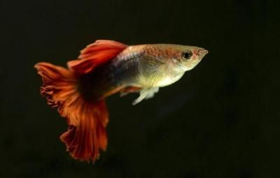 20的小魚缸適合養(yǎng)什么魚:20厘米小魚缸養(yǎng)魚需要注意什么,小魚缸養(yǎng)魚需要注意什么 魚缸百科 第3張 20的小魚缸適合養(yǎng)什么魚:20厘米小魚缸養(yǎng)魚需要注意什么,小魚缸養(yǎng)魚需要注意什么 20的小魚缸適合養(yǎng)什么魚:20厘米小魚缸養(yǎng)魚需要注意什么,小魚缸養(yǎng)魚需要注意什么 魚缸百科 第3張