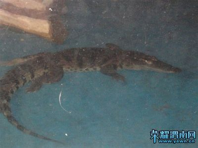 渭南水族館vs祥龍魚場（渭南水族館和祥龍魚場各有側重）