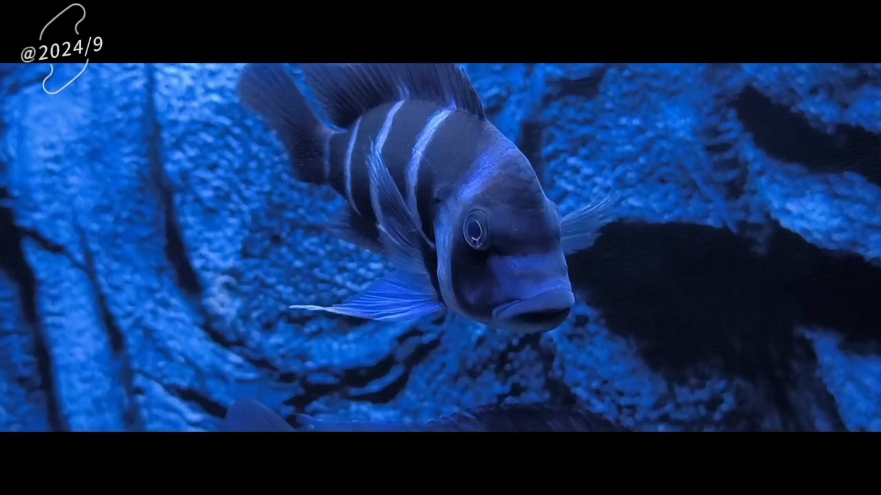 近近的看，靜靜的看