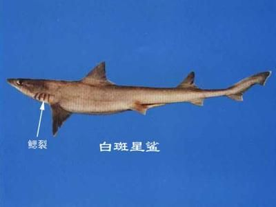 六安龍魚vs祥龍魚場（六安龍魚與祥龍魚場之間的差異）
