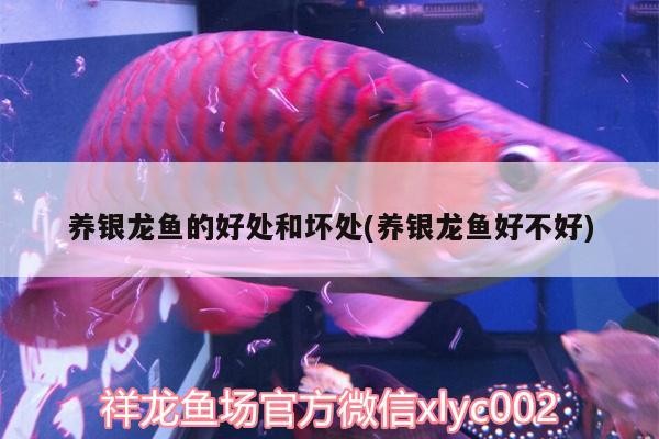 養(yǎng)銀龍魚的好處和壞處(養(yǎng)銀龍魚好不好) 養(yǎng)銀龍魚的好處和壞處(養(yǎng)銀龍魚好不好) 銀龍魚百科