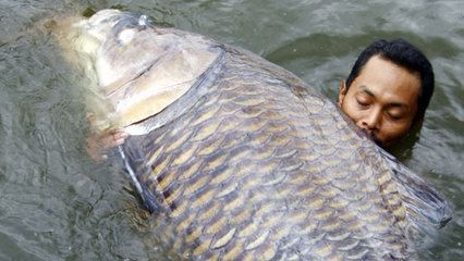 魟魚淡水魚嗎能養(yǎng)嗎有毒嗎：魟魚是指淡水魚，而是既有淡水品種也有海水品種也有海水品種