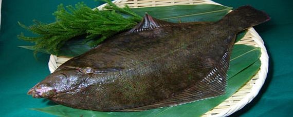 魟魚淡水魚嗎能養(yǎng)嗎有毒嗎：魟魚是指淡水魚，而是既有淡水品種也有海水品種也有海水品種