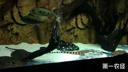 魟魚水溫多少度好養(yǎng)：魟魚的水溫多少度好養(yǎng)
