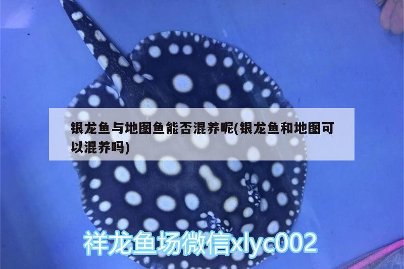 銀龍魚與地圖魚能否混養呢(銀龍魚和地圖可以混養嗎)