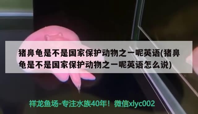 豬鼻龜是不是國家保護動物之一呢英語(豬鼻龜是不是國家保護動物之一呢英語怎么說)