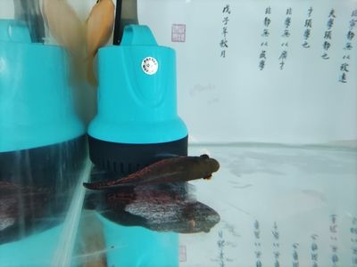 魟魚濾材怎么洗：養(yǎng)魟魚時(shí)濾材怎么洗[需手動(dòng)填充]魚濾材怎么洗[需手動(dòng)填充]魚濾材怎么洗