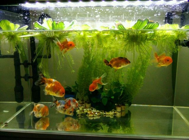 不想要的魚缸怎么處理好：不想要的魚缸可以根據其狀況和用途和用途進行不同的處理