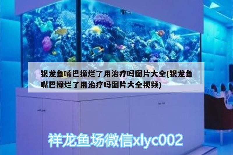 魚缸用增氧泵價格是多少:魚缸增氧機-xtrac增氧機-xtrac增氧機 銀龍魚嘴巴撞爛了用治療嗎圖片大全(銀龍魚嘴巴撞爛了用治療嗎圖片大全視頻) 銀龍魚百科 銀龍魚嘴巴撞爛了用治療嗎圖片大全(銀龍魚嘴巴撞爛了用治療嗎圖片大全視頻) 銀龍魚嘴巴撞爛了用治療嗎圖片大全(銀龍魚嘴巴撞爛了用治療嗎圖片大全視頻) 銀龍魚百科