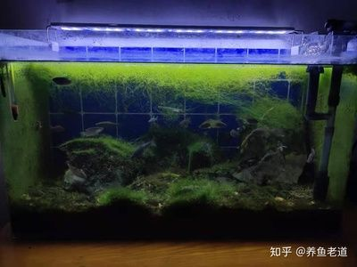 2米魚缸養錦鯉效果圖視頻：2米魚缸養錦鯉效果圖