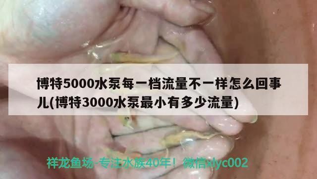 博特5000水泵每一檔流量不一樣怎么回事兒(博特3000水泵最小有多少流量) 博特5000水泵每一檔流量不一樣怎么回事兒(博特3000水泵最小有多少流量) 博特水族