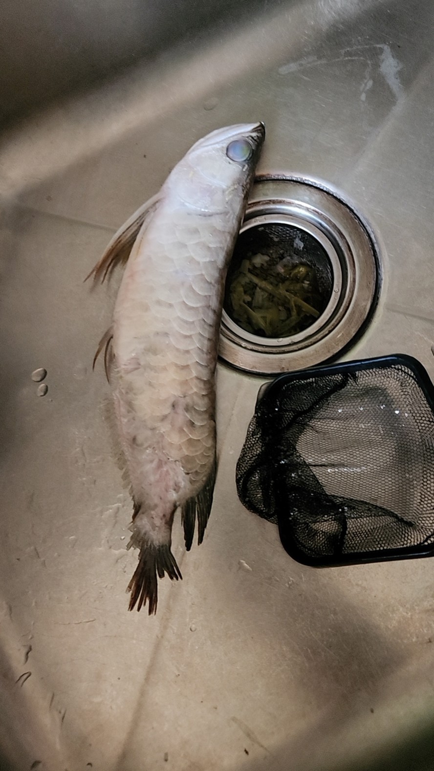 紅龍魚用黃燈烤有用嗎 小金龍恢復記錄(4) 龍魚論壇 小金龍恢復記錄(4) 小金龍恢復記錄(4) 龍魚論壇