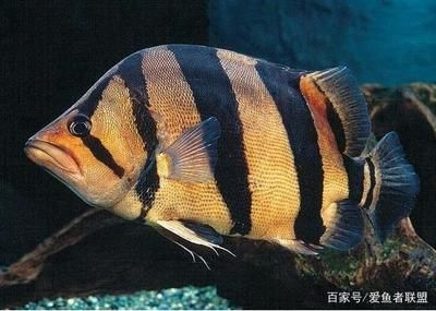 印尼虎魚和泰國虎魚的區別是什么:印尼虎魚和泰國虎魚的區別 虎魚百科 第1張 印尼虎魚和泰國虎魚的區別是什么:印尼虎魚和泰國虎魚的區別 印尼虎魚和泰國虎魚的區別是什么:印尼虎魚和泰國虎魚的區別 虎魚百科 第1張