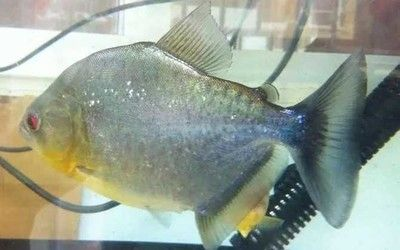 虎魚攻擊其他魚：虎魚會攻擊其他魚類嗎？