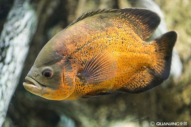 虎魚攻擊其他魚：虎魚會攻擊其他魚類嗎？