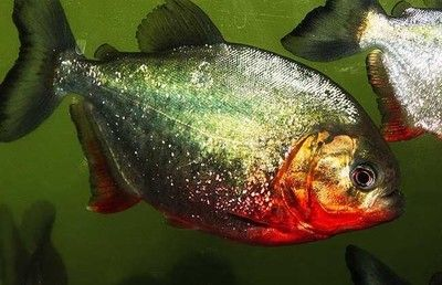 虎魚攻擊其他魚：虎魚會攻擊其他魚類嗎？