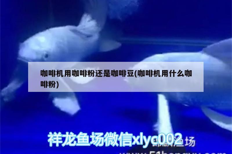 咖啡機用咖啡粉還是咖啡豆(咖啡機用什么咖啡粉)