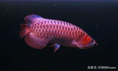 龍魚吃的活食物要經過處理嗎（龍魚吃的活食物一定要經過處理嗎？） 龍魚吃的活食物要經過處理嗎（龍魚吃的活食物一定要經過處理嗎？） 龍魚百科 第6張
