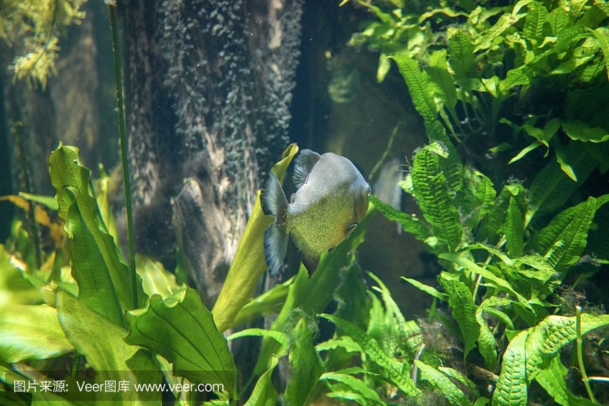 虎魚 野生：野生虎魚是一種廣泛分布且具有經濟價值的魚類 虎魚 野生：野生虎魚是一種廣泛分布且具有經濟價值的魚類 虎魚百科 第1張