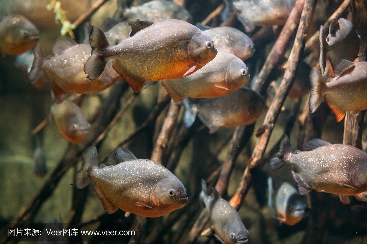 虎魚 野生：野生虎魚是一種廣泛分布且具有經濟價值的魚類 虎魚 野生：野生虎魚是一種廣泛分布且具有經濟價值的魚類 虎魚百科 第2張