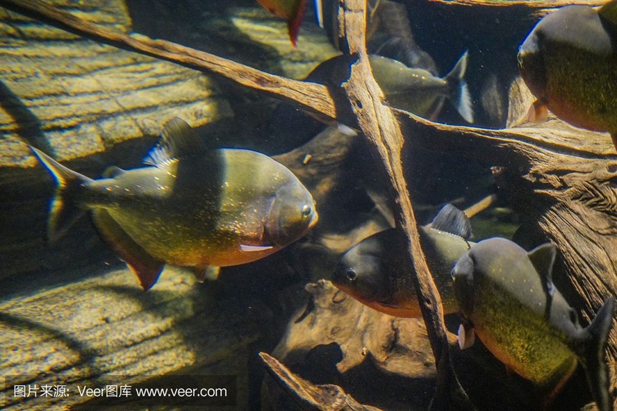 虎魚 野生：野生虎魚是一種廣泛分布且具有經濟價值的魚類 虎魚 野生：野生虎魚是一種廣泛分布且具有經濟價值的魚類 虎魚百科 第3張