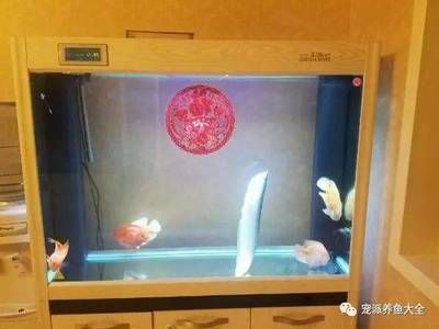 龍魚吧 百度貼吧論壇，龍魚吧百度貼吧論壇