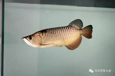 龍魚吧 百度貼吧論壇，龍魚吧百度貼吧論壇
