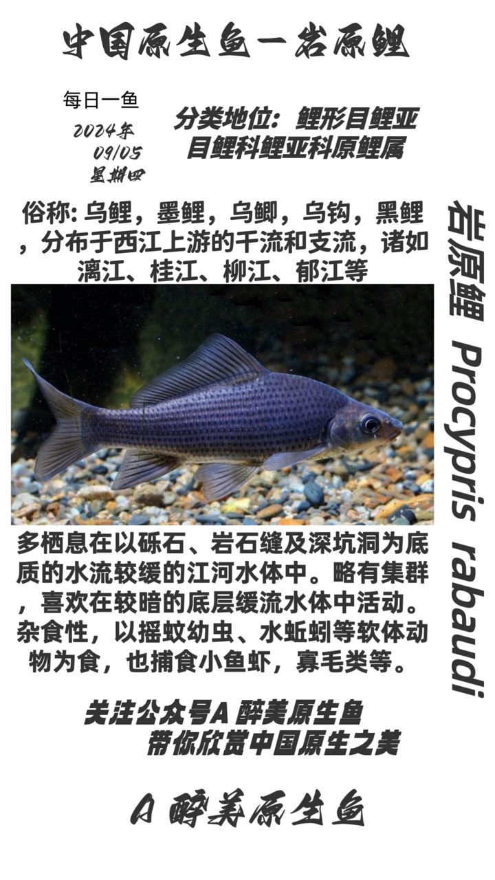 巖原鯉