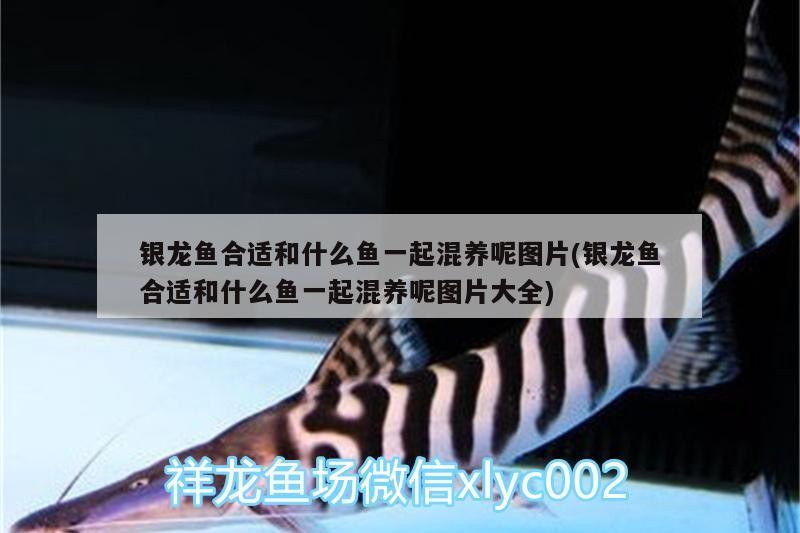 銀龍魚合適和什么魚一起混養呢圖片(銀龍魚合適和什么魚一起混養呢圖片大全)