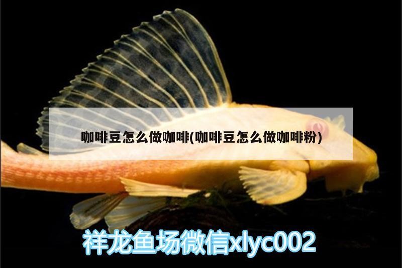 咖啡豆怎么做咖啡(咖啡豆怎么做咖啡粉) 咖啡豆怎么做咖啡(咖啡豆怎么做咖啡粉) 馬來西亞咖啡