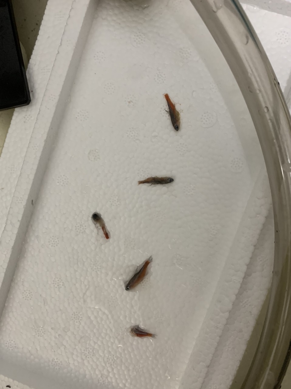 求教 寶蓮燈沒有征兆和異常的暴斃是什么原