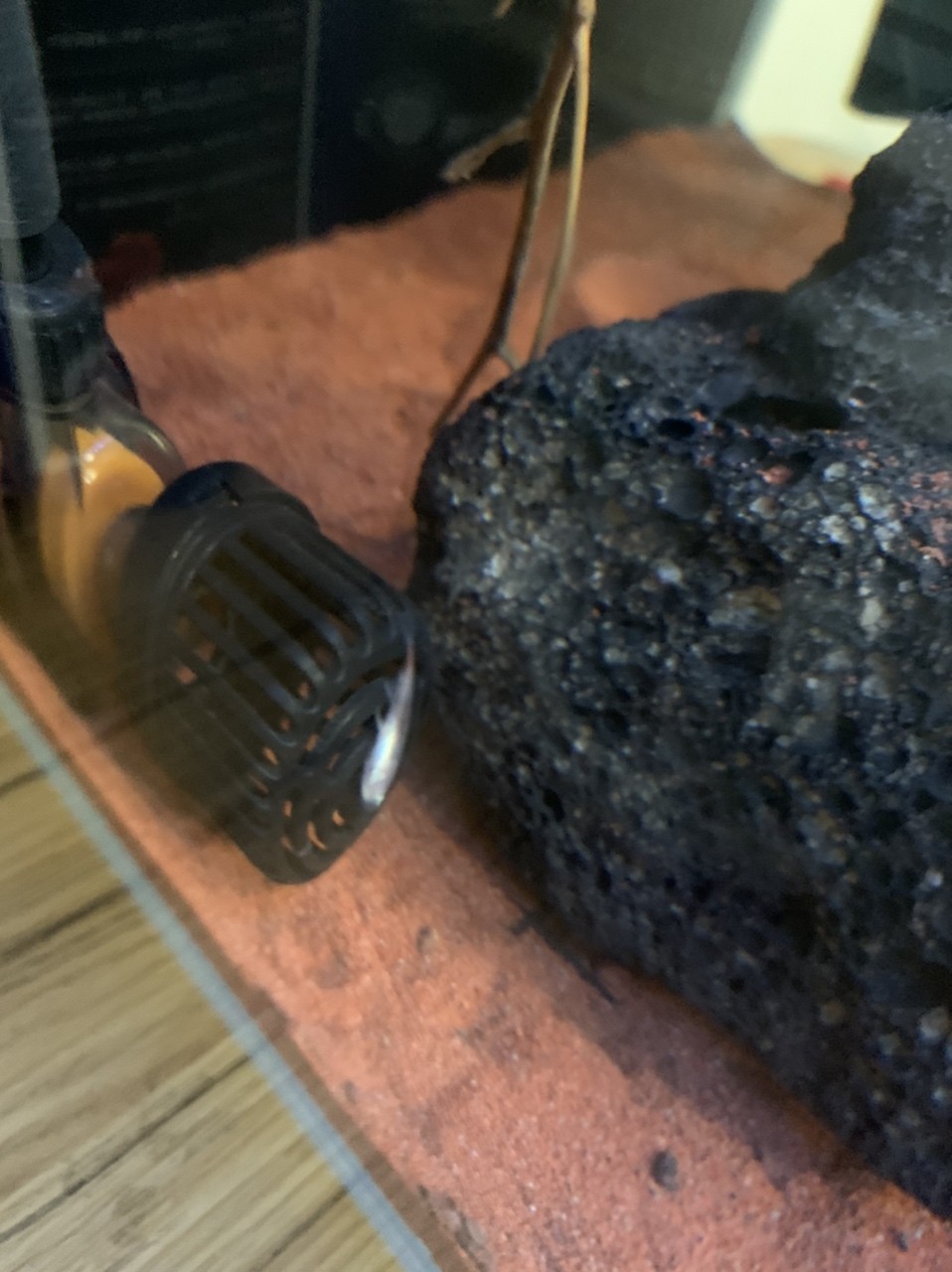 求教 寶蓮燈沒有征兆和異常的暴斃是什么原
