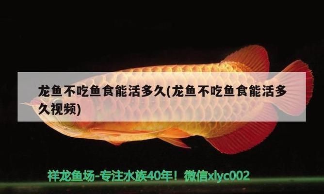 紅龍魚底濾濾材的搭配：如何檢測紅龍魚水中的有害物質